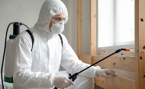 Plagas de invierno en México: cuáles son las más comunes y cómo combatirlas en casa