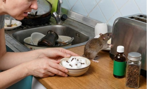 Cinco olores que mantienen a los roedores lejos de tu casa 