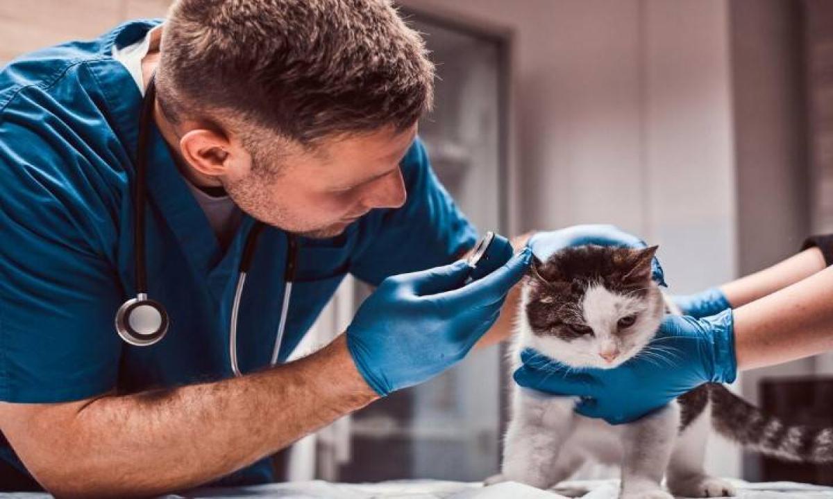 MEDICO VETERINARIO