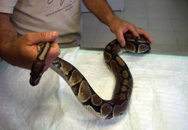 SERVICIO VETERINARIO PARA REPTILES