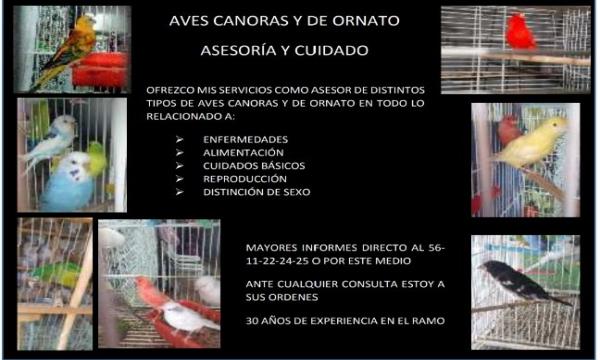 ASESORÍA PARA AVES CANORAS Y DE ORNATO