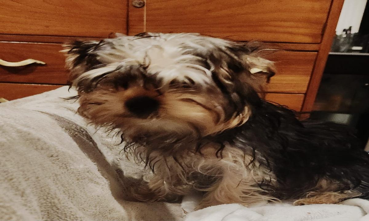YORKIE MACHO 7 MESES PEDIGREE AZUL
